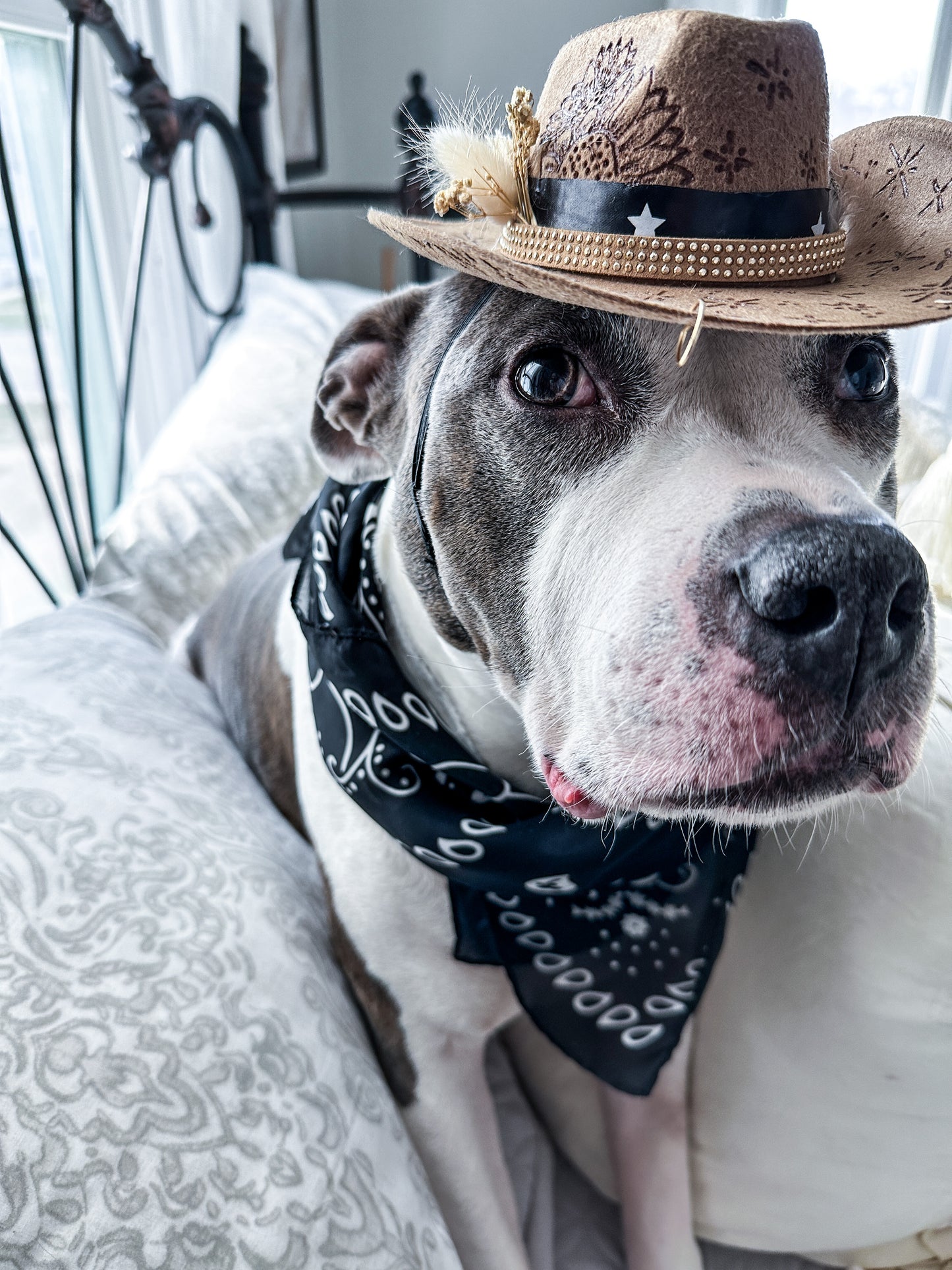 Pet Cowboy Hats
